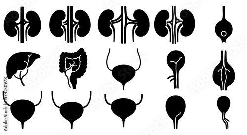 Silhouette illustration of various human internal organs, including kidneys, liver, intestines, bladder, and others.