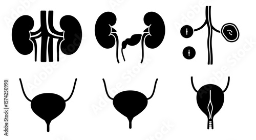 Simplified anatomical illustrations of the human urinary system, showcasing kidneys, ureters, and bladder.