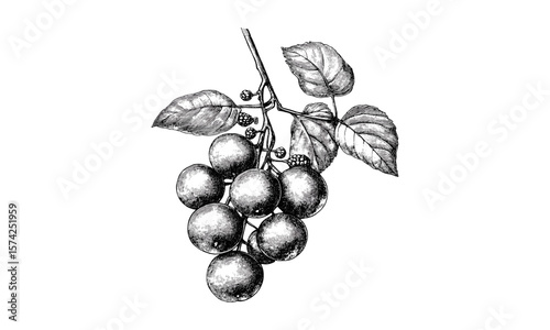 Vintage sea grape fruit engraving, tropical cluster sketch, hand-drawn botanical print, retro decor art, old engraving style, exotic fruit illustration, classic food art