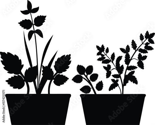 Black and White Potted Herb Plants Silhouette – Minimal Botanical Illustration