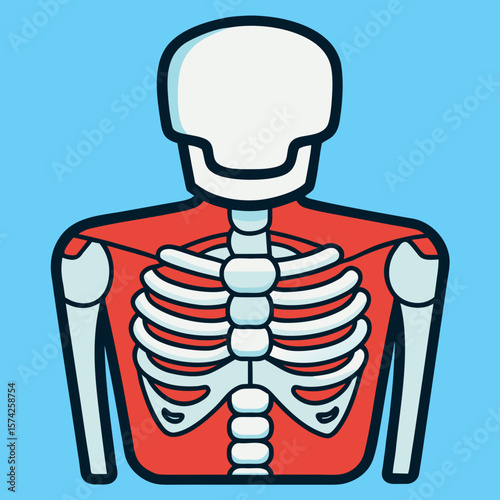 Cartoon skeleton torso vector icon with anatomical outline in line style for educational and medical illustrations