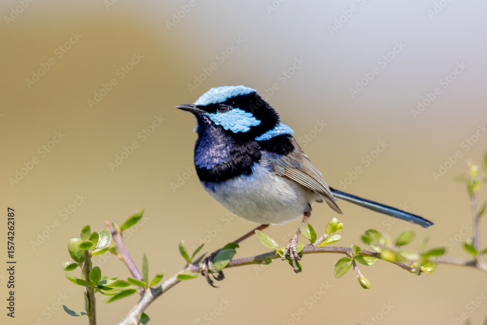 Obraz premium Male Superb Fairywren in Breeding Plumage Perched on Branch 