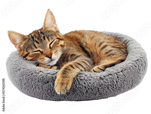 Tabby cat sleeping in gray pet bed isolated on transparent background