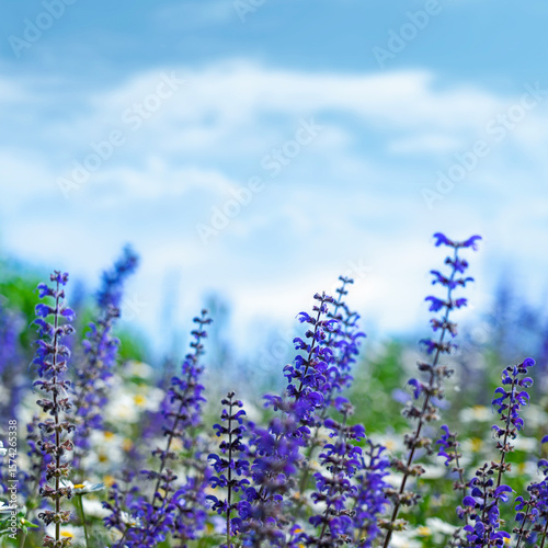 Abstract natural background with wild sage blooming flowers and skies as backgrounds