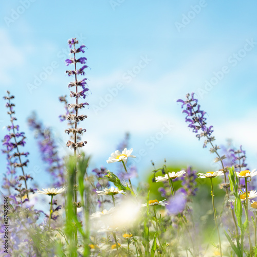 Abstract natural background with wild sage blooming flowers and skies as backgrounds