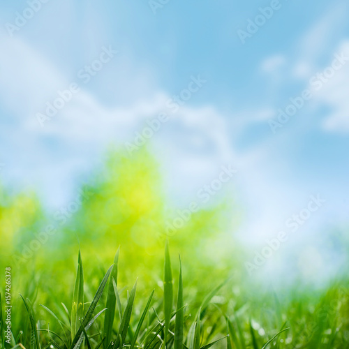 Peaceful background of wild grasses gently swaying in the wind on a sunny day.  Captures the calm atmosphere of rural life and summer stillness. Ideal for meditation and relaxation content