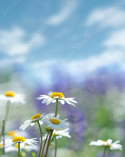 Abstract natural background with white daisy blooming flowers and blured  backgrounds