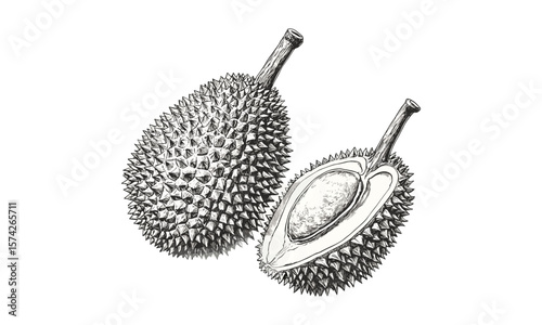 Durian fruit hand-drawn sketch, vintage tropical botanical engraving, black ink retro illustration, exotic food art, old engraving style, natural history print, trendy tropical decor, fruit drawing