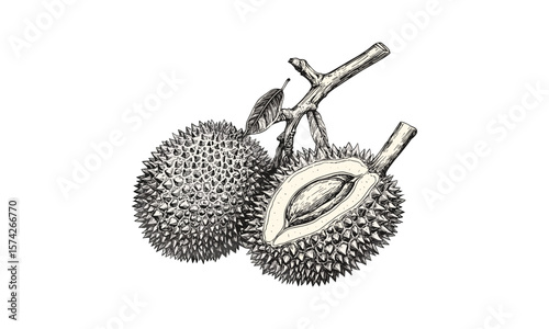 Tropical durian fruit botanical sketch, vintage hand-drawn engraving, black ink style, retro exotic fruit print, old natural history illustration, vintage decor, tropical plant drawing