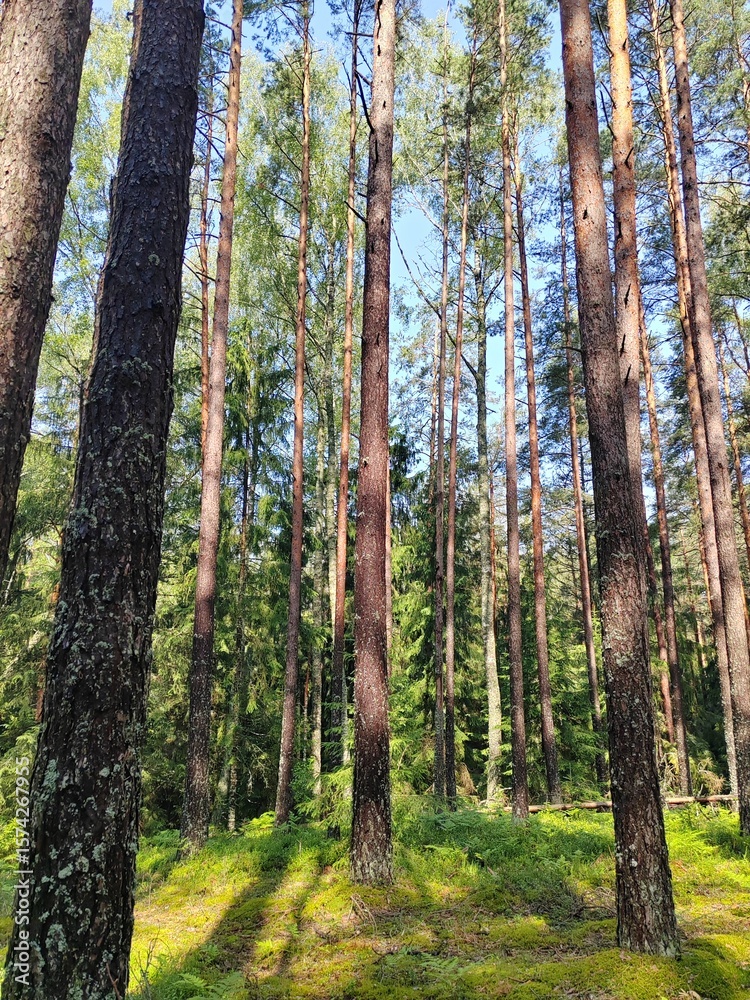 Obraz premium pine forest in autumn