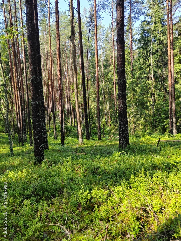 Obraz premium forest in the morning
