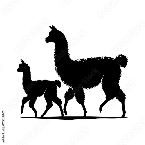 Silhouette of a mother llama and her baby walking together