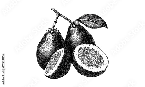 Hand-drawn illustration of imbu fruit, vintage tropical sketch, antique black ink engraving style, retro decor, trendy food artwork, old engraving style, botanical drawing, exotic fruit art