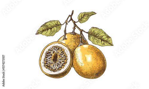 Retro engraving style black sketch, hand-drawn yellow passion fruit illustration, vintage botanical artwork, trendy food decor, tropical plant drawing, natural fruit illustration art