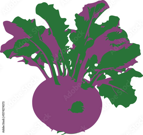 Vibrant purple kohlrabi bulb with lush green leaves isolated on black background silhouette