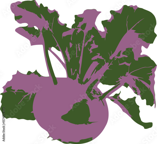 Vibrant purple kohlrabi bulb with lush green leaves isolated on a black background silhouette