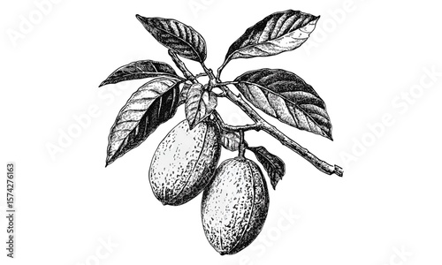 Hand-drawn vintage sketch of miracle fruit, engraved exotic food illustration, retro botanical black ink artwork, old engraving style, trendy kitchen decor, herbal design, natural health art,