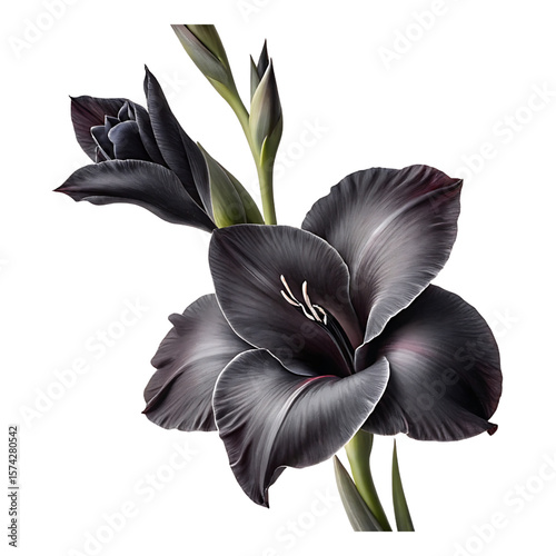 Striking Black Gladiolus Flowers and Buds on Stem, Isolated for Design