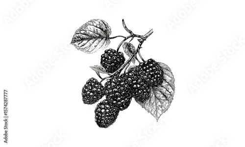 Retro botanical illustration, black ink berry sketch, vintage mulberry fruit art, healthy fruit artwork, hand-drawn decor, old engraving style, organic mulberry illustration