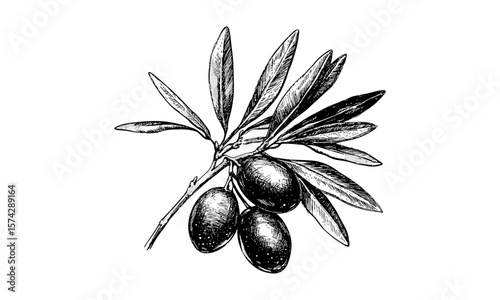 Retro olive botanical print, vintage hand-drawn fruit sketch, Mediterranean decor, classic black ink illustration, old engraving style, farmhouse kitchen art, culinary wall decor