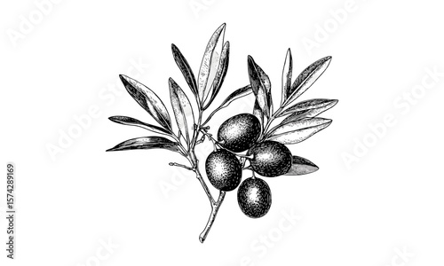 Old olive engraving, vintage botanical fruit drawing, Mediterranean wall art, black ink sketch, retro decor print, rustic food illustration, traditional kitchen artwork