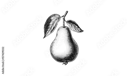 Pear fruit vintage engraving, retro botanical artwork, black ink sketch, antique decor, natural healthy snack illustration, trendy hand-drawn style, classic fruit print, rustic wall art