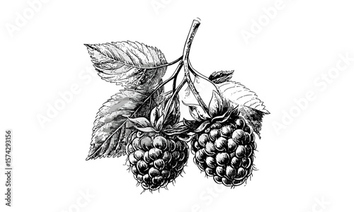 Detailed vintage berry sketch, ripe raspberry engraving, retro kitchen wall decor, antique fruit artwork, black sketch, old engraving style, rustic botanical drawing, farmhouse style illustration