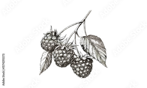 Ripe raspberry engraving, detailed vintage berry sketch, antique fruit illustration, retro kitchen wall decor, hand-drawn artwork, black sketch, old engraving style, rustic botanical print