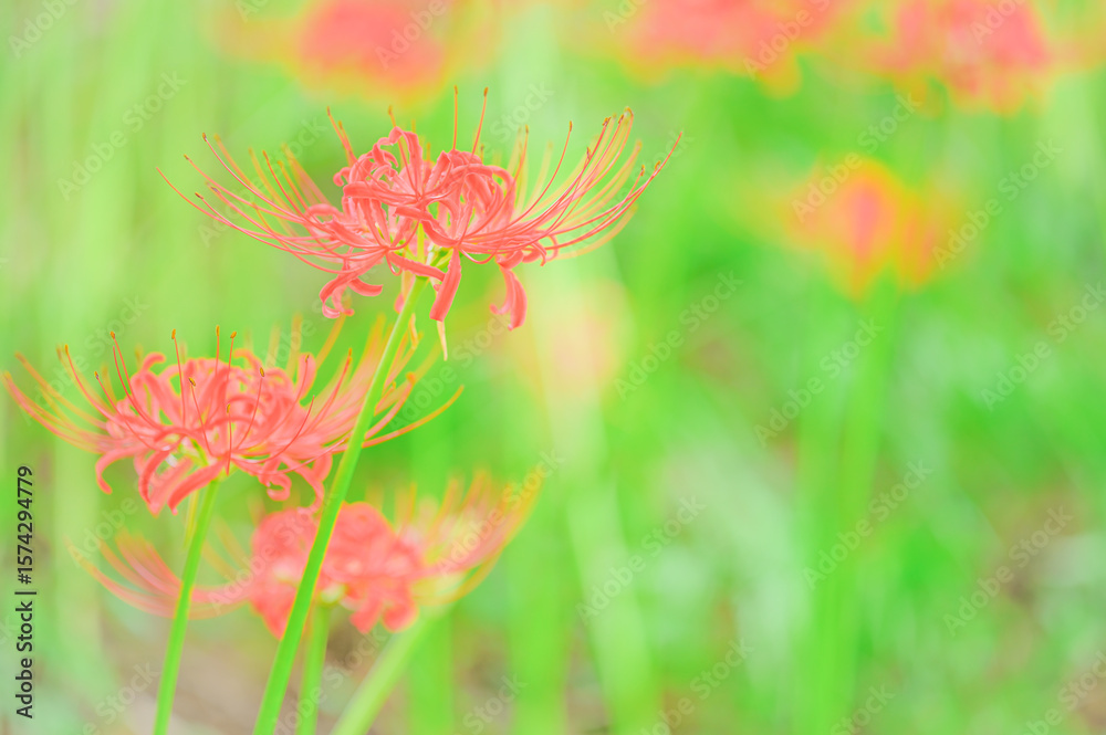 彼岸花が咲く秋の風景 彼岸花が咲く秋の風景