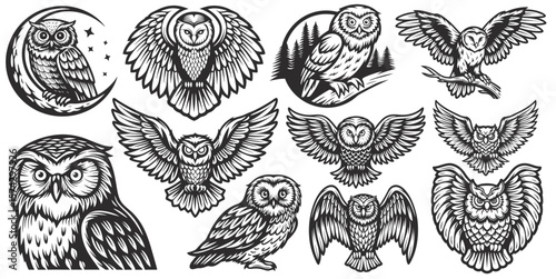 Set of owl clipart images featuring various poses, including owls perched on branches, in flight, and with outstretched wings, offering diverse design elements for creative projects