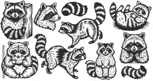 Vintage monochrome illustration featuring adorable raccoons engaging with watermelon, walking playfully, and lounging, showcasing a charming collection of isolated vector elements