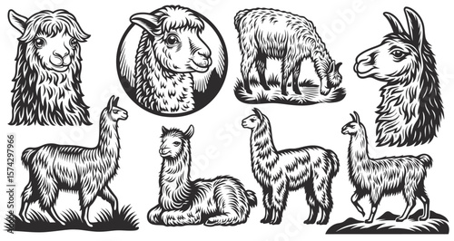 Vintage style illustrations featuring various poses of llamas and alpacas, providing a unique collection of design elements perfect for south american themed projects