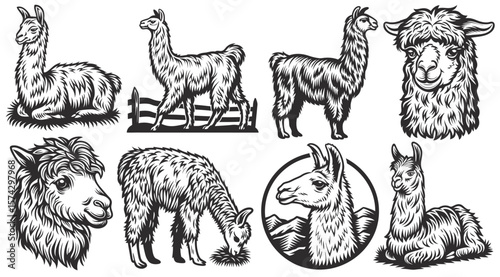 Vintage style illustrations featuring various poses of llamas and alpacas, providing a unique collection of design elements perfect for south american themed projects