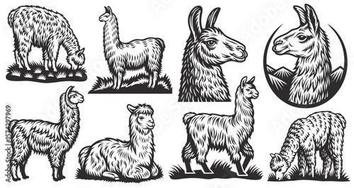 Vintage style illustrations featuring various poses of llamas and alpacas, providing a unique collection of design elements perfect for south american themed projects