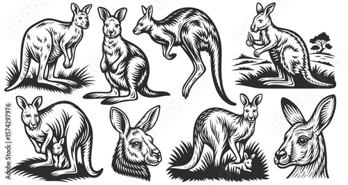 Vintage monochrome set of australian kangaroos jumping, eating, and protecting joey in mother's pouch, featuring various poses and actions of these iconic marsupials
