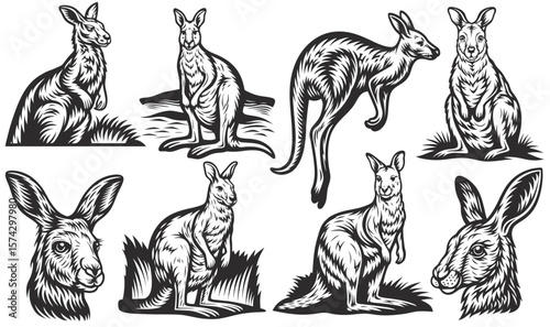 Vintage monochrome set of australian kangaroos jumping, eating, and protecting joey in mother's pouch, featuring various poses and actions of these iconic marsupials