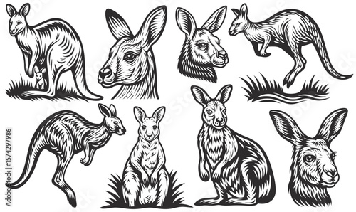 Vintage monochrome set of australian kangaroos jumping, eating, and protecting joey in mother's pouch, featuring various poses and actions of these iconic marsupials