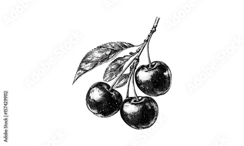Retro acerola cherry sketch, vintage hand-drawn fruit illustration, tropical berry artwork, black ink engraving, old style drawing, rustic kitchen decor, natural fruit art, botanical print