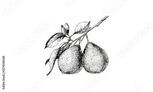 Vintage Bael fruit sketch, old style hand-drawn engraving, traditional botanical illustration, exotic fruit decor, black ink drawing, tropical fruit art, herbal plant print