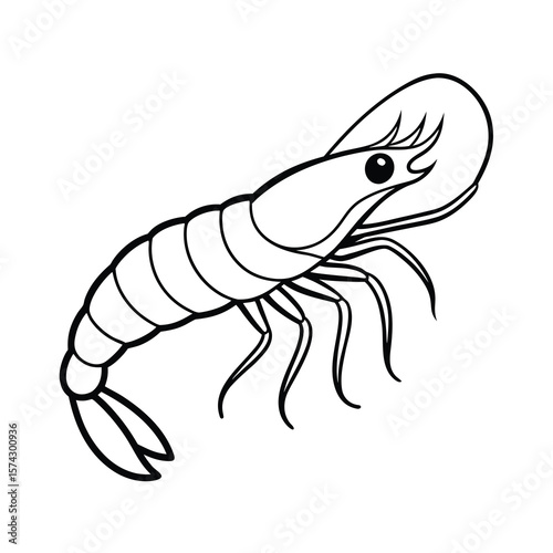 vector illustration of shrimp