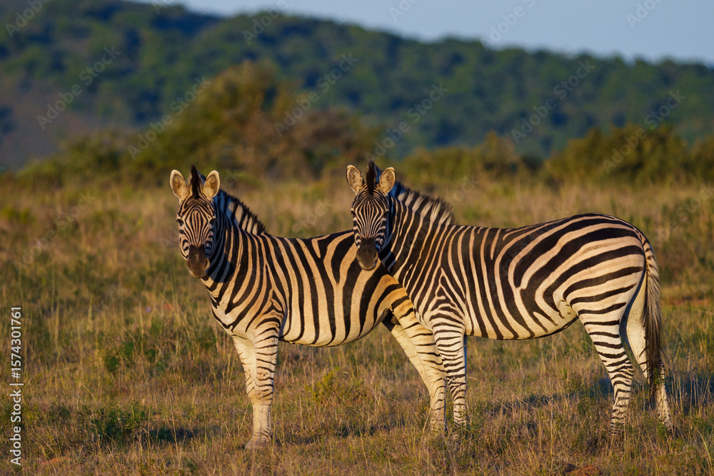 Obraz premium Plains zebra (Equus quagga) in the veld near Gqeberha, Eastern Cape, South Africa. Known for distinctive black-and-white stripes, they thrive in grasslands and savannahs across southern Africa.