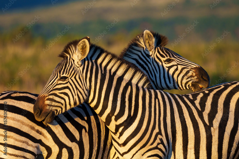 Fototapeta premium Plains zebra (Equus quagga) in the veld near Gqeberha, Eastern Cape, South Africa. Known for distinctive black-and-white stripes, they thrive in grasslands and savannahs across southern Africa.