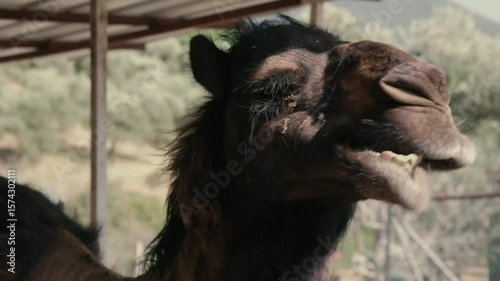 Close-Up of a Black Camel Chewing Cud – 4K