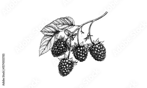 Retro raspberry illustration, antique berry sketch, vintage hand-drawn fruit, botanical black ink drawing, engraving style art, classic culinary fruit artwork, country wall decor