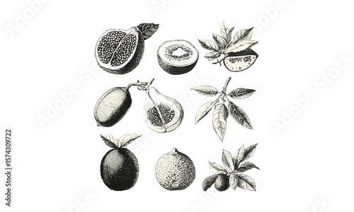 Vintage cherry fruit sketch, antique ink drawing, retro botanical engraving, hand-drawn exotic fruit, black sketch, old engraving style, trendy food wall art, farmhouse fruit illustration