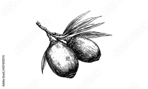 Vintage date palm fruit engraving, hand-drawn botanical sketch, retro tropical print, black ink drawing, old engraving style, trendy healthy food decor, exotic fruit illustration