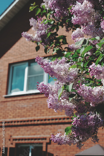 Lilac Flowers Blooming in Spring Sunlight Beside a Cozy Brick House