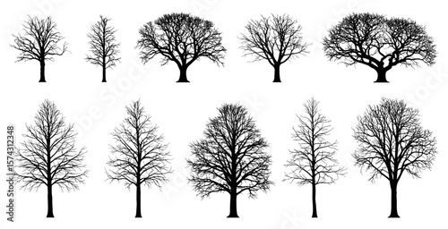 A diverse collection of bare tree silhouettes showcasing various deciduous species without leaves, ideal for graphic design projects.