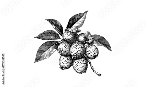 Retro botanical engraving of bignay fruit, tropical berry hand sketch, vintage black and white art, old style print, trendy nature decor, classic fruit illustration, exotic plant drawing