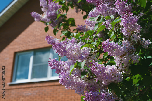 Lilac flowers bloom brightly next to the windows of a brick house in the spring sunlight